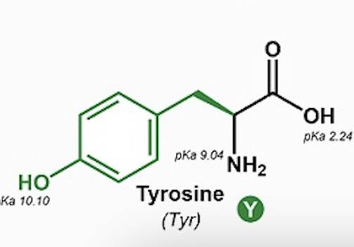 <p>Tyrosine (Tyr, Y)</p>