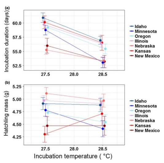 <p>13. The figure below shows data on the effects of incubation temperature on: how long it takes eggs to</p><p>incubate to maturity (a; top graph) and the mass of the hatchings (b; bottom graph) for different</p><p>genotypes of painted turtles (bottom right) from different US states.</p><p>Based on the information in these figures, which of the following is/are correct?</p><p>A. All genotypes are plastic for incubation duration.</p><p>B. The environment has a greater effect on the duration of incubation than on the mass of</p><p>turtle hatchlings.</p><p>C. All genotypes are plastic for hatchling mass.</p><p>D. All of the above are correct.</p><p>E. Both A and B only.</p>