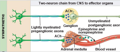 <p>short preganglionic and long post ganglionic</p><p>because ganglion is close to CNS spinal cord (short trip before ganglion, long trip after)</p>