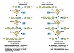 <p>A process that removes a water molecule to link molecular subunits (monomers) and build macromolecules (polymers).</p>