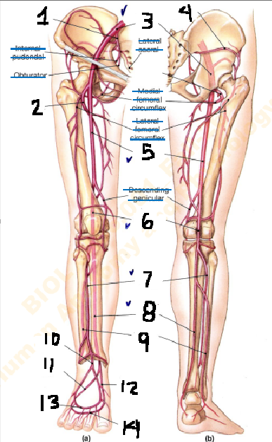 <p>What is the name of the artery labeled [8]</p>