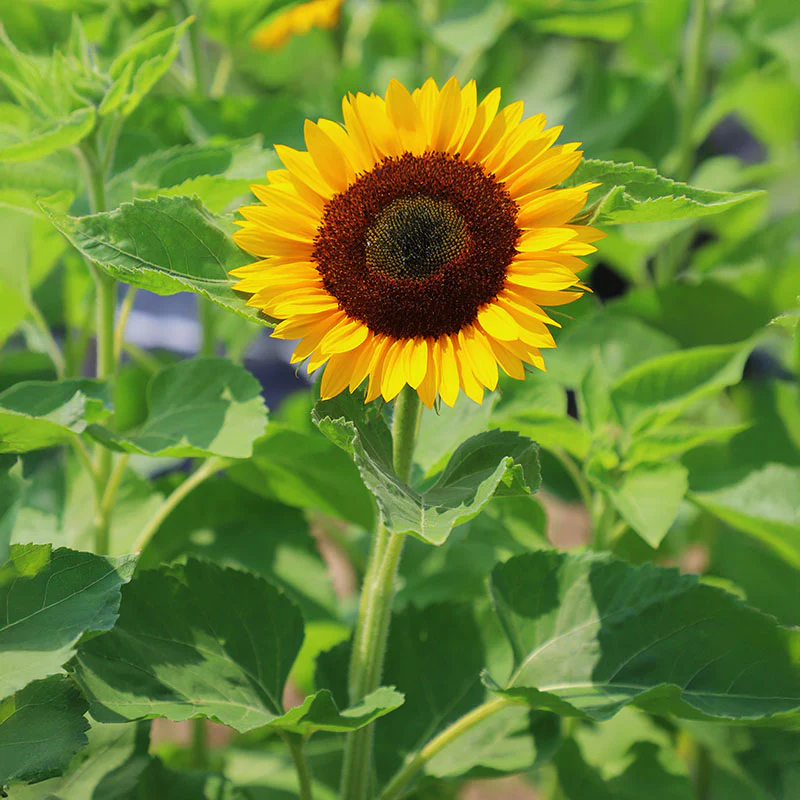 <p><strong>El girasol</strong></p>