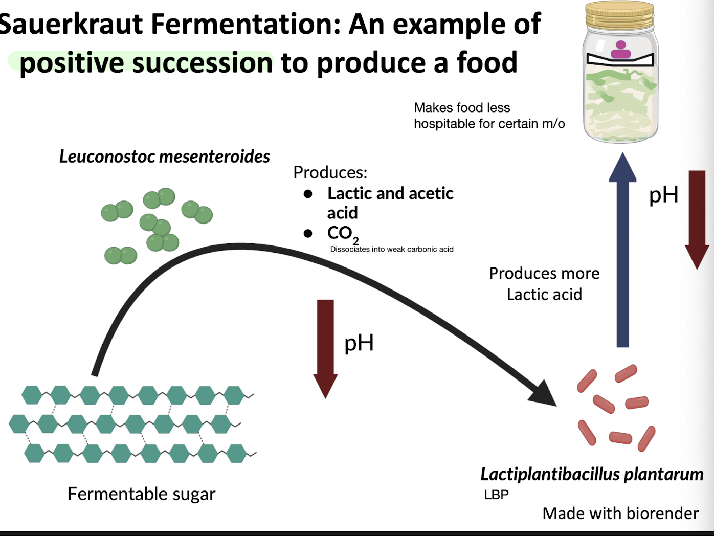 <p><strong>Fermentation of sauerkraut exemplifies a positive succession event as it involves a progressive increase in microbial diversity from the initial fermenter <em><mark data-color="green" style="background-color: green; color: inherit;">Leuconostoc mesenteroides</mark> </em></strong>to other beneficial LAB <mark data-color="green" style="background-color: green; color: inherit;">e.g. </mark><strong><em><mark data-color="green" style="background-color: green; color: inherit;">Lactiplantibacillus plantarum</mark> </em></strong>(LBP)</p><ul><li><p>This<strong> process enhances flavour, preserves the cabbage, and increases the availability of nutrients through the production <mark data-color="green" style="background-color: green; color: inherit;">of acids e.g. lactate + acetate, CO<sub>2</sub> and vitamins. </mark></strong></p></li><li><p><span><strong>As acidity increases</strong> (pH falls below 4.8), </span><em><u>L. mesenteroides</u></em><span><u> is inhibited</u>, <strong>allowing more acid-tolerant species like </strong></span><strong><em>LBP</em></strong><span><strong> to dominate the later stages of fermentation → producing more lactic acid</strong></span></p></li><li><p>Organic acids <u>reduce pH </u>and allow for the growth of acid-tolerant bacteria and <strong>inhibit spoilage organisms</strong>, <mark data-color="green" style="background-color: green; color: inherit;">creating a favorable environment for both fermentation and nutrient preservation. </mark></p></li></ul><p></p>