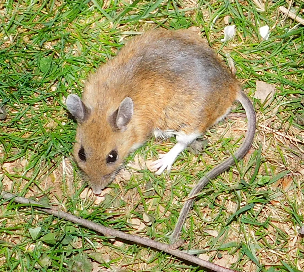 <p>what species is this </p>