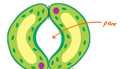 <p>Stomates are made up of …</p>