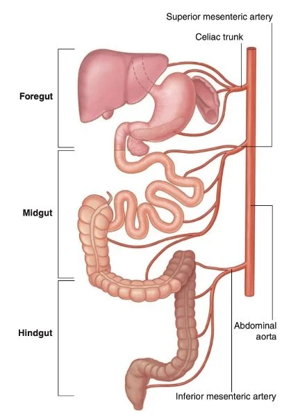 <p>Anterior foregut diverticulum</p>