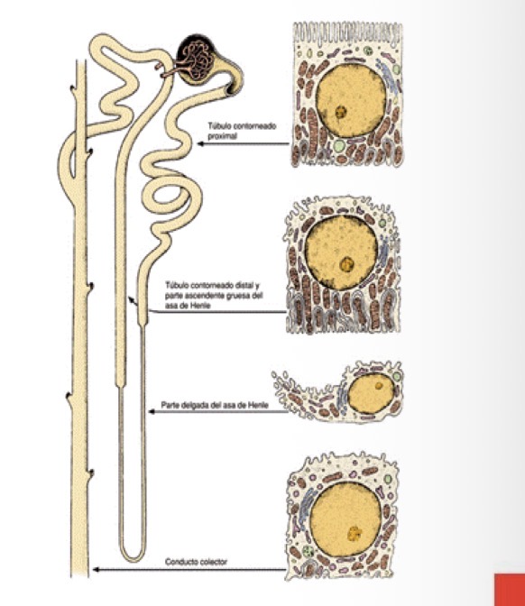 <p>Descending thick, thin descending/ascending, and thick ascending segments.</p>