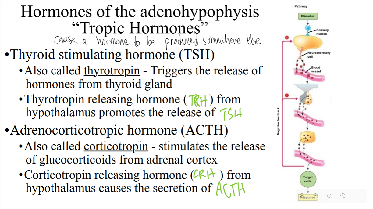 <p>Adrenocorticotropic hormone (ACTH) is also called </p>