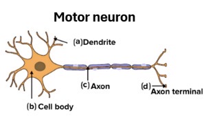 <p>sends commands from the CNS to move muscles</p>
