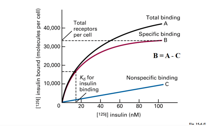 <p><span style="background-color: transparent;"><strong>&nbsp;Binding Assays — Determining Receptor Number and Kd</strong></span></p>
