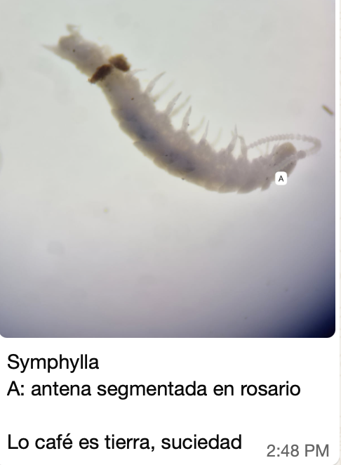 <p><strong>FILO:</strong> </p><p><strong>SUBFILO:</strong></p><p><strong>CLASE:</strong> </p><p><strong>CARACTERÍSTICAS</strong></p>