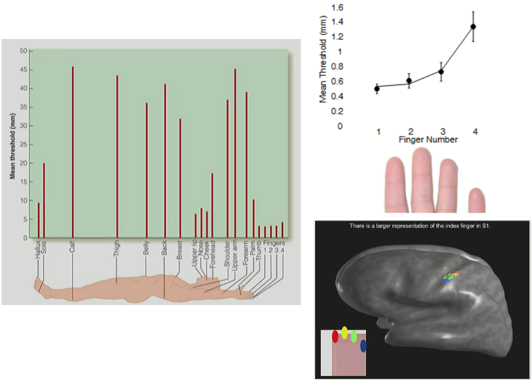 <p>tactile acuity is best at the <u>fingertips &amp; face</u></p><ul><li><p><u>high acuity threshold</u> means <u>low acuity</u>/ability to perceive fine details (aka <u>bad </u>at distinguishing if 1 or 2 points)</p></li><li><p><u>low acuity threshold</u> means <u>high acuity</u> (aka <u>able </u>to detect if 1 or 2 points)</p></li></ul><p>__</p><p>when going from the <strong>index to the pinky</strong> finger, acuity <u>decreases</u> (thresholds <u>increase</u>), BUT the <u>density of Merkel receptors</u> is the same across the fingers</p><ul><li><p>SO <strong><u>receptor density</u></strong> alone doesn’t explain the limiting/decreasing acuity, it also is explained by <strong><u>receptive field sizes</u></strong><u> <mark data-color="blue" style="background-color: blue; color: inherit;">(seen with size of cortical representation in the somatosensory homunculus)</mark></u></p><ul><li><p>the cortical region representing the index finger is <u>larger </u>than for second, third, or fourth fingers (individual)</p></li><li><p>AND the <strong>size of the cortical region relates to <u>individual </u>differences</strong> (aka differences b/w <u>people</u>), aka due to <u>experiences </u>← <span style="color: blue;"><strong><u><mark data-color="blue" style="background-color: blue; color: inherit;">neuroplasticity</mark></u></strong></span></p></li></ul></li></ul><p></p>