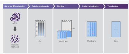 <p>a hybridization technique where DNA is digested with restriction enzymes and separated on an agarose gel and transferred to a membrane → useful for detecting specific genes but is time-consuming </p>