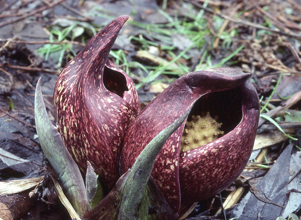 <p>A vibrant green carpet of massive, low growing leaves covering a muddy swamp or seepage slope.</p>
