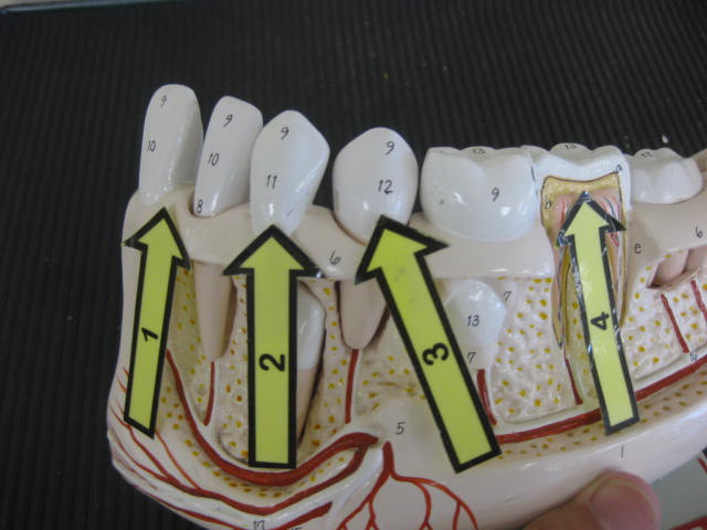 <p>Identify 1, 2, 3, and 4?</p><p>Lab Image 7-8</p>