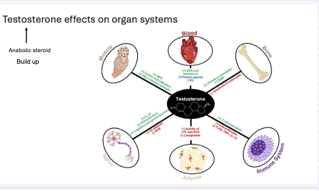 <ul><li><p><strong>Anabolic effects:</strong></p><ul><li><p>↑ muscle, bone, blood production</p></li></ul></li><li><p>Supports multiple organ systems</p></li><li><p><strong>Your notes:</strong></p><ul><li><p>Builds structures important for life</p></li><li><p>High levels can be harmful</p></li><li><p>May suppress immune function</p></li></ul></li></ul><p></p>