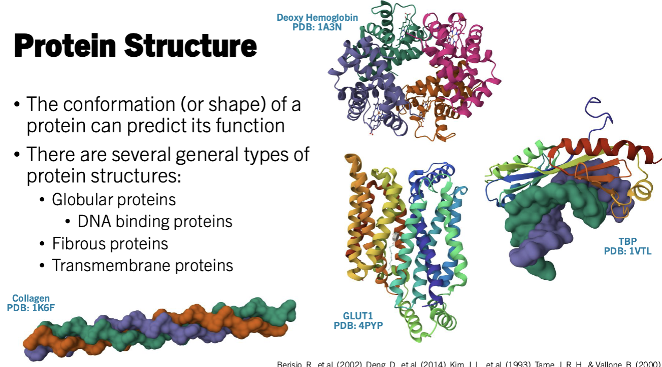 <ul><li><p>conformation a predict the protein function</p></li><li><p>General types of protein structures</p><ul><li><p>Globular proteins </p><ul><li><p>found in aqueous environment</p></li><li><p>DNA binding proteins - bind to DNA (e..g. TATA binding protein) and need</p></li></ul></li><li><p>Fibrous proteins </p><ul><li><p>long structural solid proteins</p></li><li><p>very stable (e.g. actin) compared to other proteins</p></li></ul></li><li><p>Transmembrane proteins</p><ul><li><p>found in more hydrophobic environments</p></li><li><p>Works with the phospholipid bilayer</p></li></ul></li></ul></li></ul><p></p>