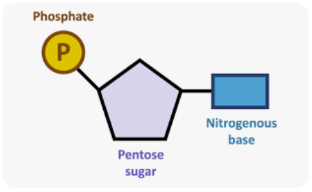 <p>the units dna is composed of. DNA is nucleotides joined together. the nucleotides are antiparallel, so the other side will be the opposite.</p>