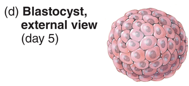 <ul><li><p><strong>morula enters uterine cavity</strong> &amp; is nourished by <strong>uterine milk</strong> (a glycogen-rich secretion from endometrial glands in addition to stored nutrients from the cytoplasm)</p></li><li><p>32-cell stage → the <strong>fluid</strong> now inside the morula <strong>rearranges the blastomeres</strong> into a large, fluid-filled blastocyst cavity (blastocoel)</p><ul><li><p>the mass is now called a <strong>blastocyst</strong> (still the same size as the OG zygote)</p></li></ul></li></ul><p></p>