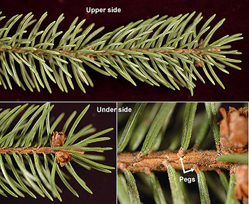 <p>Leaf - 4 sided needle, 1/2-1 inch long, tip blunt, on sterigmata Cones - pendent, 4-7” long, cylindric, pendulous branches</p>