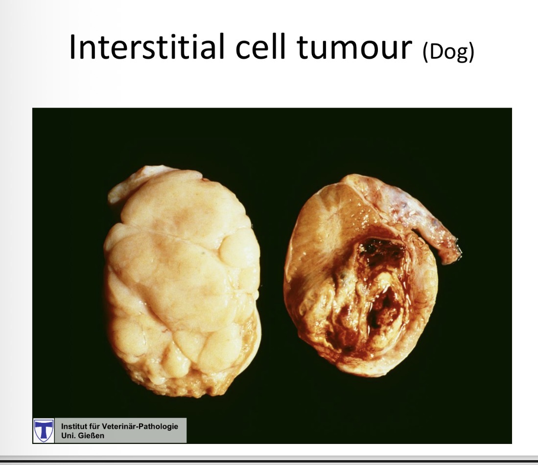 <p>interstitial / leydig cell tumour - gross</p>