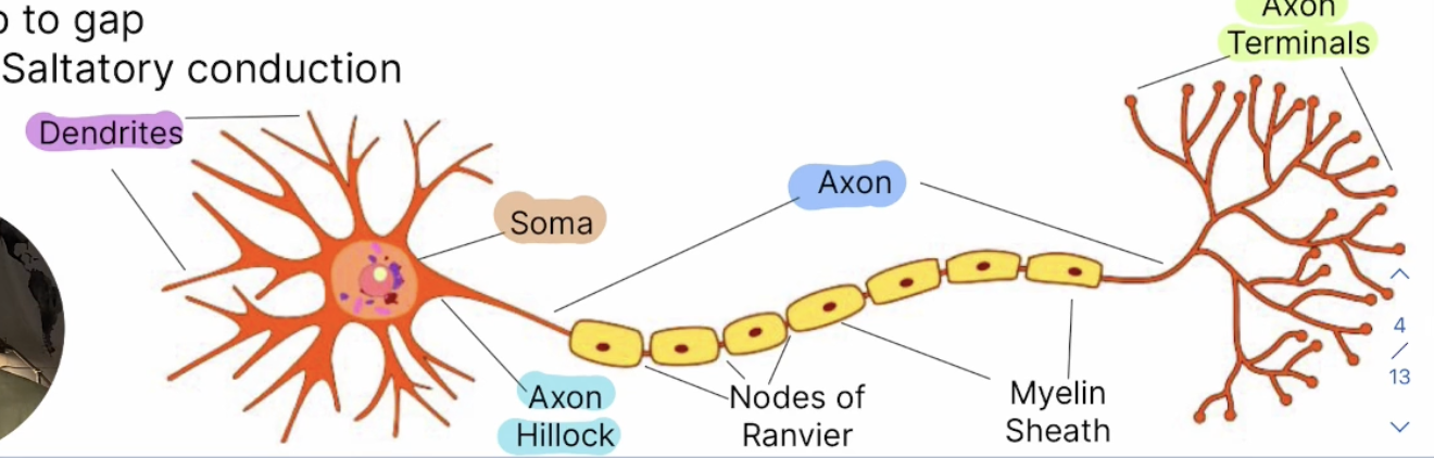 <p>Process for sending signals to neighboring neurons, long-cable-like projection conducting electrical impulses (action potentials) away from the cell body toward other neurons/target cells </p>