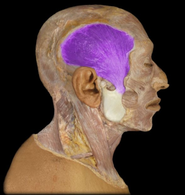 <p>elevation and retraction of the mandible</p>