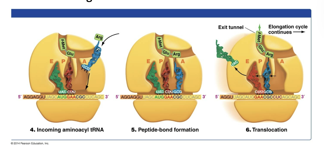 <p>7) Incoming aminoacyl tRNA</p><p>8)Peptide-bond formation</p><p>9) Translocation</p>