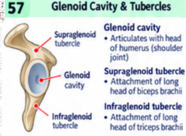 <p>The glenoid cavity articulates with the humeral head and is deepened by the glenoid labrum. The supraglenoid tubercle anchors the long head of biceps brachii; the infraglenoid tubercle anchors the long head of triceps brachii.</p>