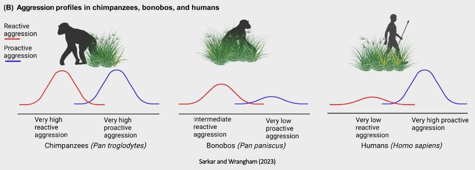<p>Core idea:</p><p>a way to understand the context in which anti-social behaviours arise is to look at the types of aggression in primates <br></p><p>Primates differ in their balance of:</p><ul><li><p><strong>Reactive aggression (RA)</strong> = impulsive, defensive (“threat response”)</p></li><li><p><strong>Proactive aggression (PA)</strong> = planned, deliberate (“goal-directed”)</p></li></ul><p></p><p>Species differences:</p><ul><li><p><strong>Chimpanzees</strong></p><ul><li><p>Very high <strong>RA</strong></p></li><li><p>Very high <strong>PA</strong></p></li></ul></li><li><p><strong>Bonobos</strong></p><ul><li><p>Intermediate <strong>RA</strong></p></li><li><p>Low <strong>PA</strong></p></li><li><p>→ Slightly closer to humans overall</p></li></ul></li><li><p><strong>Humans</strong></p><ul><li><p>Very low <strong>RA</strong></p></li><li><p>Very high <strong>PA</strong></p></li><li><p>→ More <strong>planning and control</strong></p></li></ul></li></ul><p></p><p>Key insight:</p><ul><li><p>Humans are <strong>less reactive</strong> but <strong>more strategic</strong></p></li><li><p>This suggests:</p><ul><li><p>We share similar basic brain systems with other primates</p></li><li><p>BUT these systems are <strong>regulated differently by context</strong></p></li></ul></li></ul><p></p><p><strong>Why this matters:</strong></p><ul><li><p>The <strong>RA : PA ratio</strong> helps explain <strong>anti-social behaviour</strong></p></li><li><p>To understand and predict behaviour, we must consider:</p><ul><li><p>Type of aggression</p></li><li><p>Context!</p></li><li><p>Level of regulation (control vs impulse) - humans have strong regulatory capacity (larger PFC) but regulation ability is not fixed</p></li></ul></li></ul><p></p>