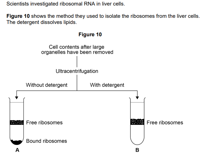 <p>Explain the position of the bands of ribosomes in tubes <strong>A</strong> and <strong>B</strong> in <strong>Figure 10 [3 marks]</strong></p>