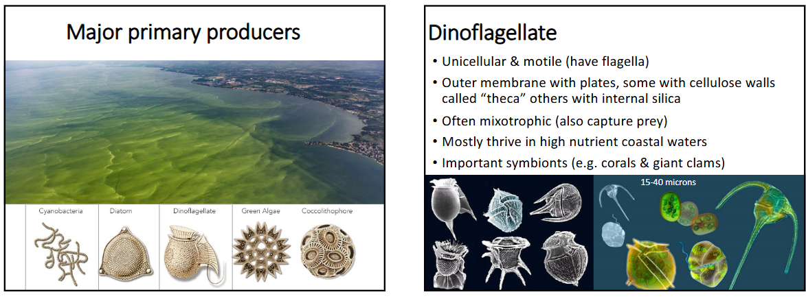 <p>cyanobacteria, green algae, coccolithophores, dinoflagellates and diatoms</p><p>dinoflagellates: </p><p>-unicellular and motile (have flagella), outer membrane with plates, some have cellulose walls called “theca” others have internal silica. often mixotrophic (also capture prey). mostly thrive in high nutrient coastal waters, and are important symbionts (corals and giant clams)</p><p>-have bioluminescence (release energy as light, not heat); are also a major driver of harmful algal blooms (“red tides”)</p>