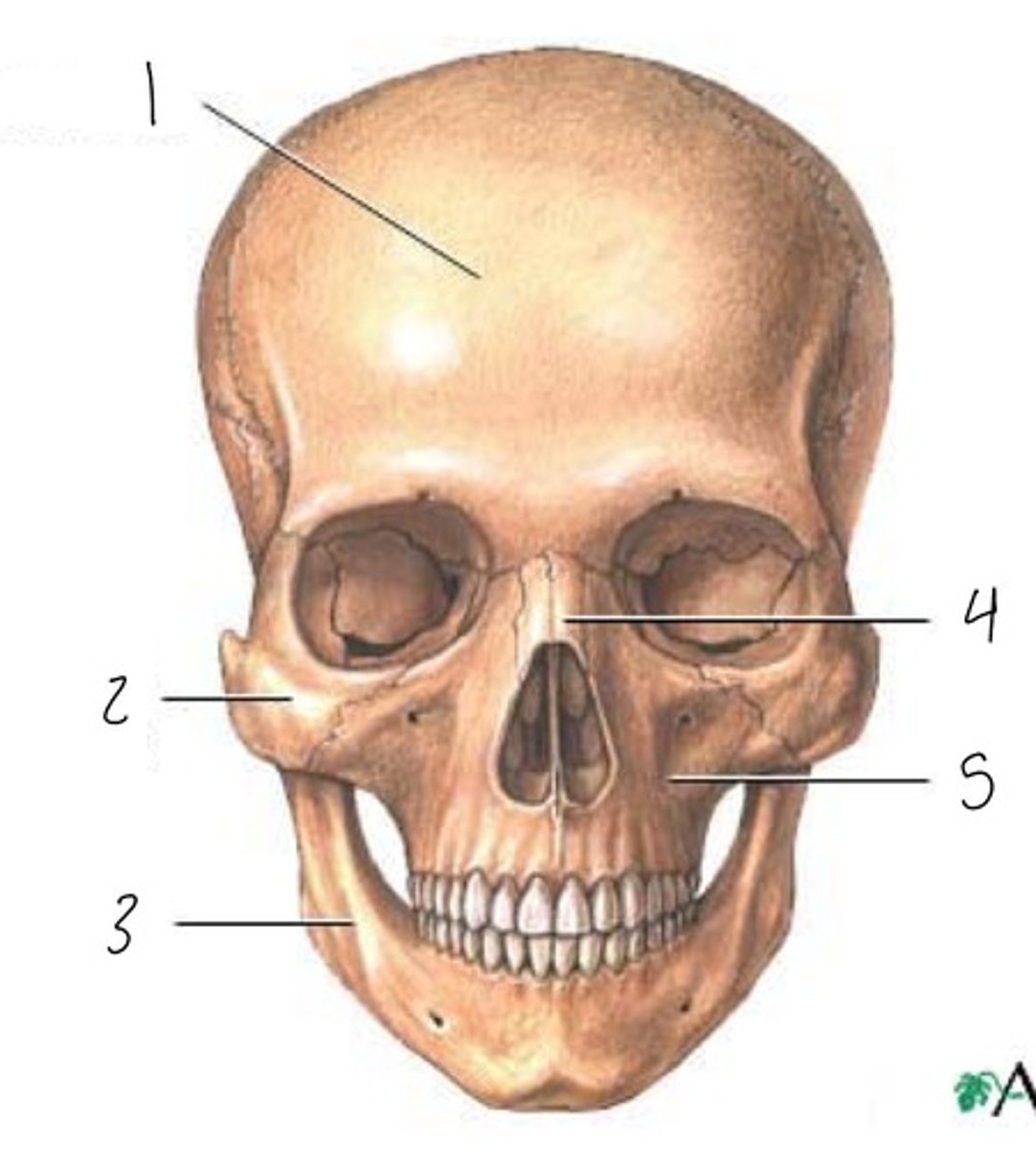 <p>5</p>