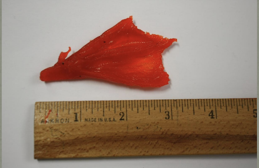 <p>Name this animal track</p>