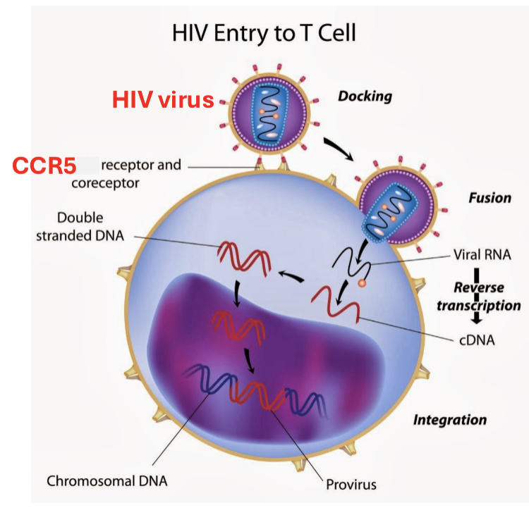 <p>human immunodeficiency virus (HIV) destroys immune system T cells lymphocytes</p>