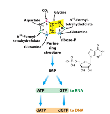 <p>glutamine for amide N, aspartate for amino N, glycine, and ammonium</p>