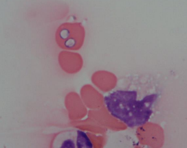 <p>» Babesia canis reported in non-travelled UK dogs</p>