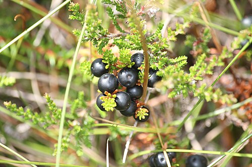 <ul><li><p>Low mat-forming evergreen</p></li><li><p>Tiny needle-like leaves</p></li><li><p>Small pinkish flowers in spring</p></li><li><p>Black berries persist late into season</p></li><li><p>Tundra, muskeg & rocky slopes</p></li><li><p>Often mixed with blueberries while foraging</p></li></ul><p></p>