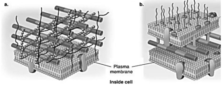 <p>In the figure, which diagram of a cell wall has a structure that protects against osmotic lysis?</p>
