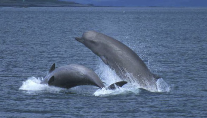 <p>What animal is this? </p>