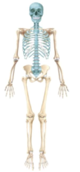 <p>Name the bolded part </p>