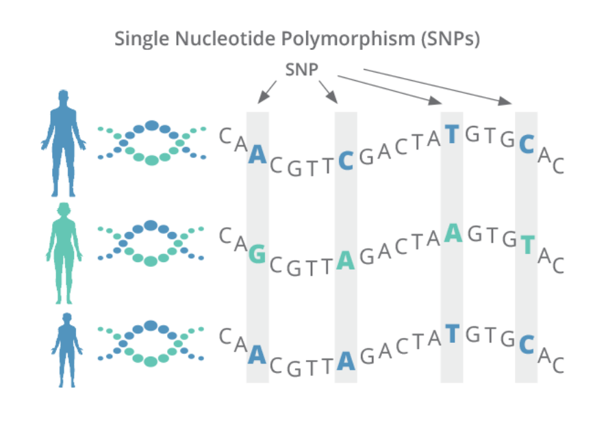<ul><li><p>Neither advantageous nor disadvantageous</p></li><li><p>They don’t cause disease but they also do not provide any evolutionary advantage because they don’t actually affect the proteins or any coding regions of DNA (aka silent mutation), but they are very <em><u>scientifically useful</u></em> in forensics, paternity testing etc. </p></li><li><p>The majority of mutations are neutral and inherited </p></li><li><p>Can also spread in population</p></li><li><p>In humans in the form of single-nucleotide polymorphisms (SNPs)</p><ul><li><p>99.5% similarity</p></li></ul></li></ul><p></p>