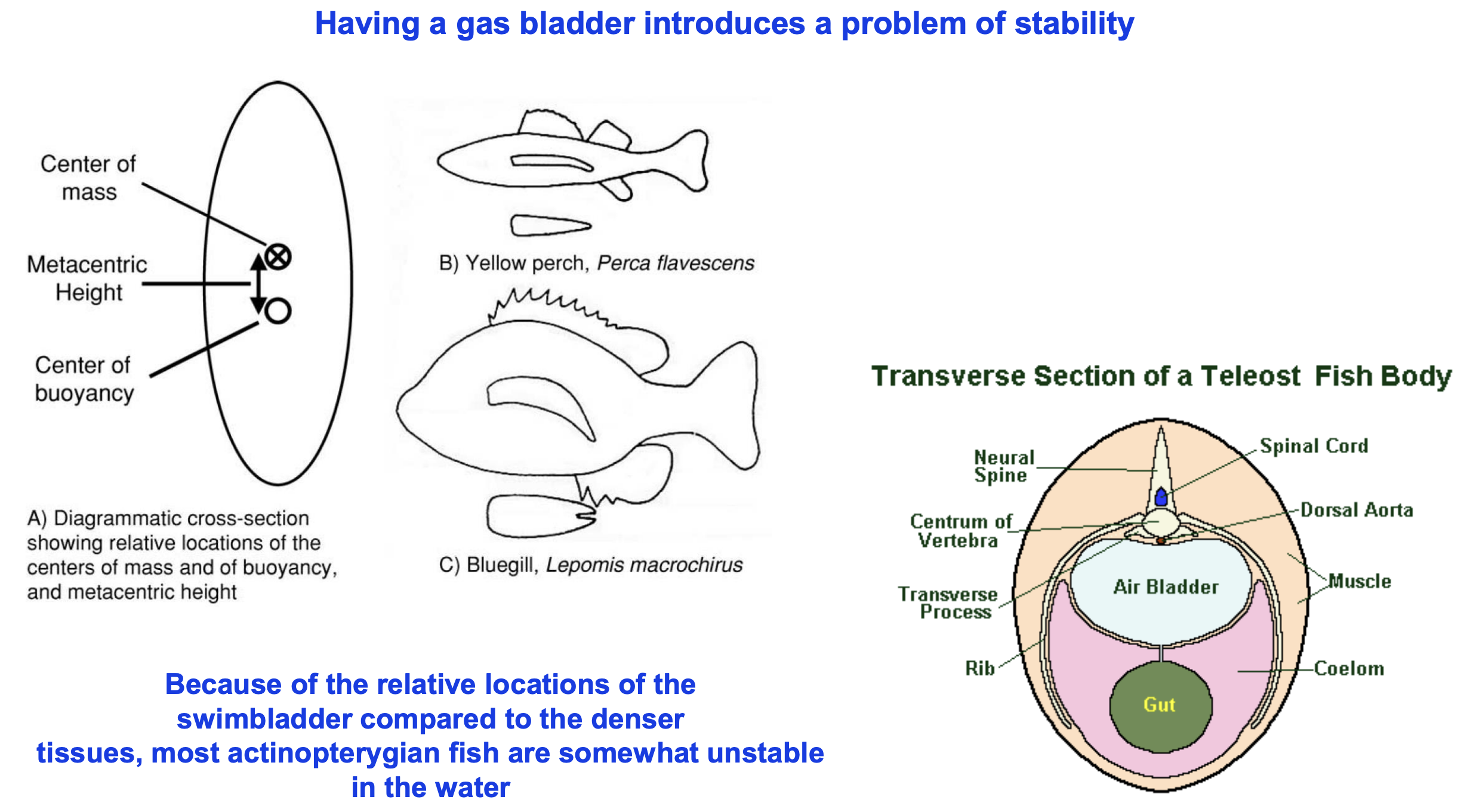 <ul><li><p>Because of the relative locations of the swimbladder compared to the denser issues, most actinopterygian fish are somewhat unstable in the water</p></li><li><p>stability-maneuverability tradeoff</p></li></ul><p></p>