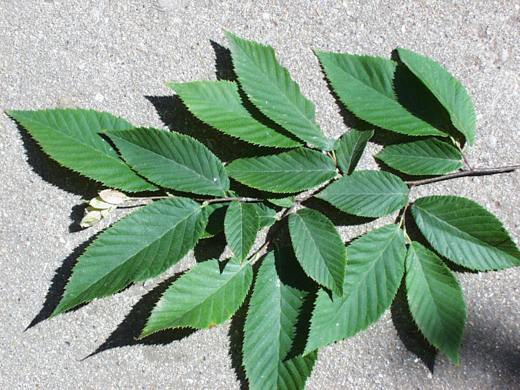 <p>common name both</p>
