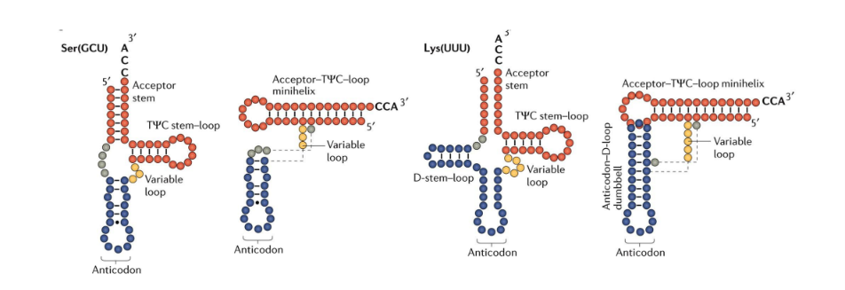 <p>How many kinds of tRNA are there?</p>