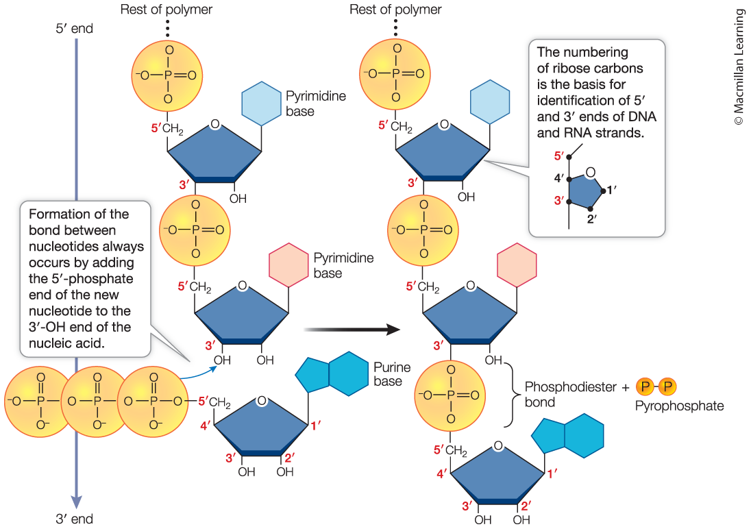 <p>Phosphodiester bond</p>