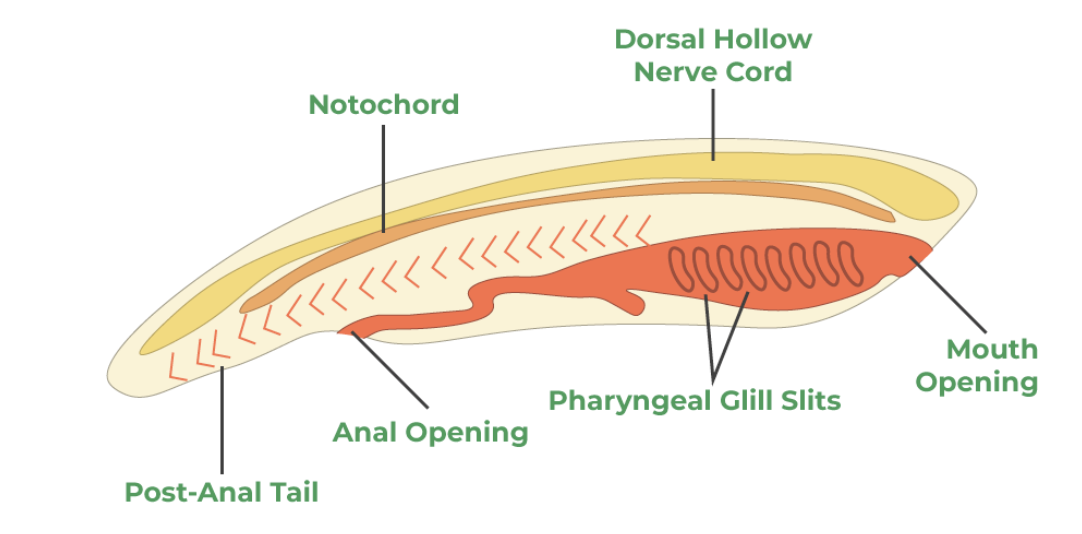<p>NODE</p><p>notochord</p><p>ciliated pharyngeal slits</p>