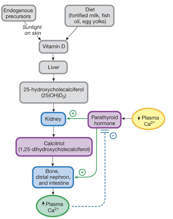 <p><strong>Parathyroid Hormone</strong></p><ul><li><p>Increases Calcium levels</p></li><li><p>Bone, Kidney, Intestine</p></li></ul><p><strong>Calcitriol (vitamin D)</strong></p><ul><li><p>Reinforces PTH effects</p></li></ul><p><strong>Calcitonin</strong></p><ul><li><p>Decreases Calcium Levels</p></li><li><p>Bone, Kidney</p></li></ul><p></p>
