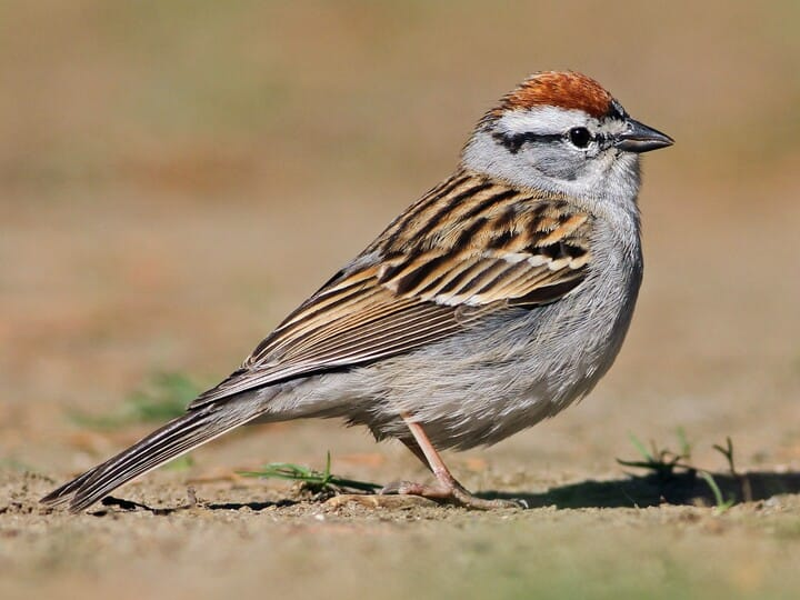 <p>chipping sparrow </p><p>solid rufous crown <br>gray-white breast with NO streaking</p>
