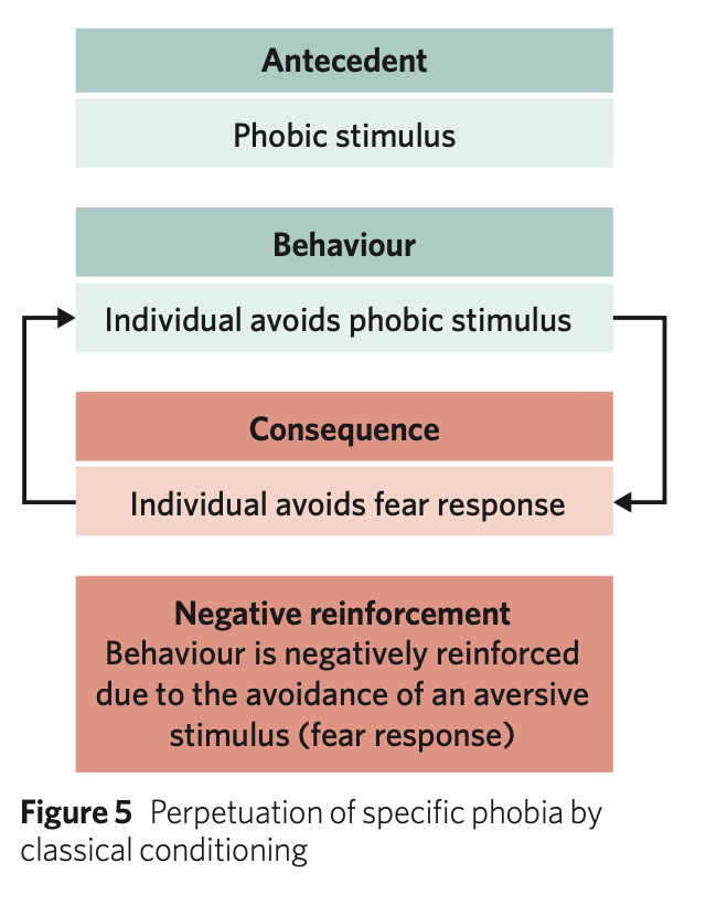 <ul><li><p>Antecedent= phobia</p></li><li><p>Behaviour= avoidance</p></li><li><p>Consequence= reduced anxiety</p></li><li><p><strong>This is negative reinforcement as the removal of the undesirable stimulus</strong> (anxiety) <strong>increases the likelihood of her repeating the behaviour of</strong> avoiding the phobic stimulus again</p></li></ul><p>this strengthens and maintains the phobic response over time</p><p></p>